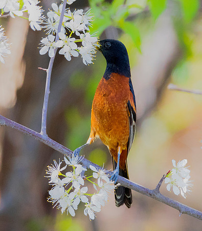 Orchard Oriole, Icterus spurius, on Prunus americana, Lucas County, Ohio, May 14, 2019