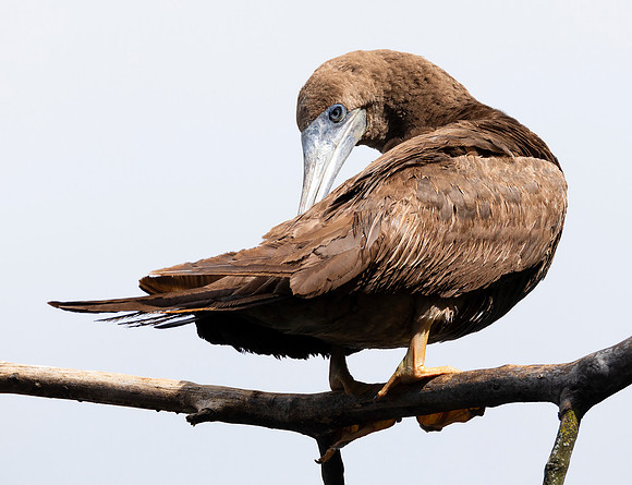 Brown Booby, Sula leucogaster, Summit County, Ohio, August 30, 2020 (2)