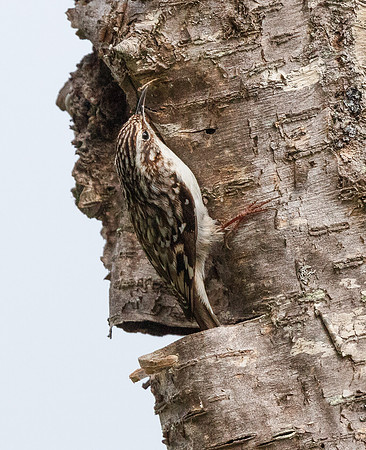 Brown Creeper, Certhia americana, at nest site, West Virginia, May 1, 2016 (4)