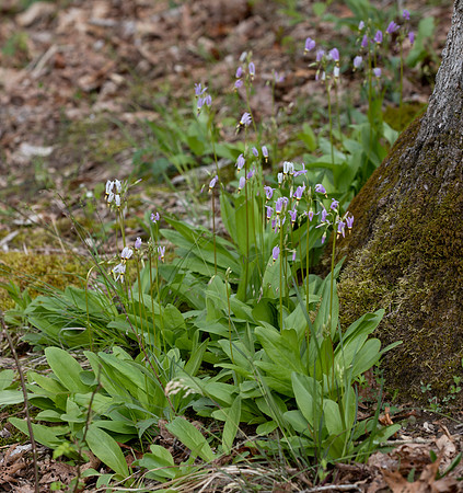 Shooting-star, Dodecatheon meadia, around base of white oak, Highland County, Ohio, April 23, 2021 (6)