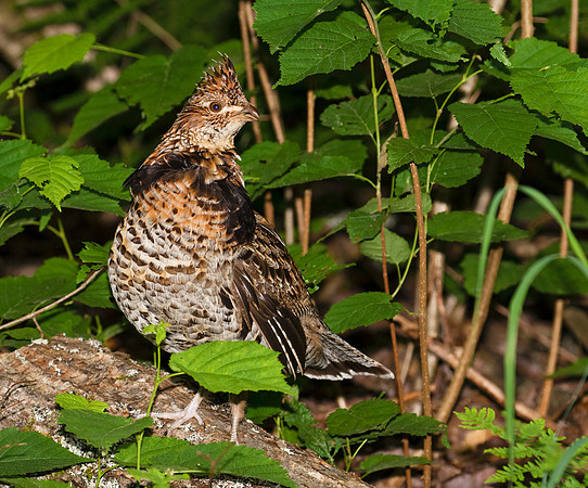 Ruffed Grouse, Bonasa umbellus, Adirondacks, New York, June 26, 2018