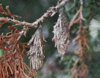Evergreem Bagworm Moth, Thyridopteryx ephemeraeformisr, Franklin County., Ohio, October 18, 2011