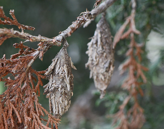 Evergreem Bagworm Moth, Thyridopteryx ephemeraeformisr, Franklin County., Ohio, October 18, 2011