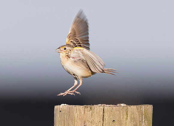 Grasshopper Sparrow, Ammodramus savannarum. Franklin County, Ohio. June 11, 2019