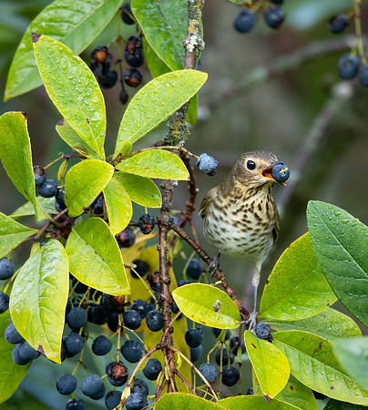Swainson's Thrush, Catharus ustulatus, eating Chionanthus virginicus, Inniswood Metropark, Franklin County, Ohio, September 16, 2021 (1)