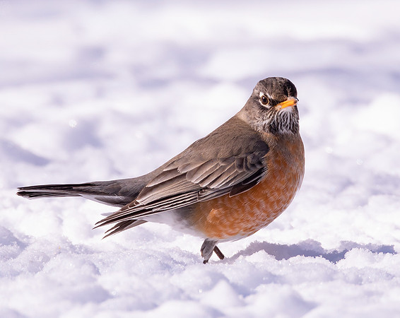American Robin, Turdus migratorius, Franklin County, Ohio, February 4, 2021