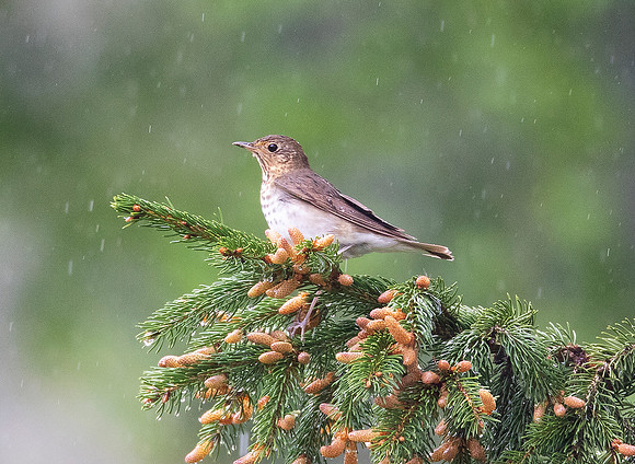 Swainson's Thrush, Catharus ustulatus, Franklin County, Ohio, April 29, 2021
