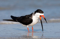 Black Skimmer, Rynchops niger. Fort DeSoto State Park, Florida. February 27, 2017