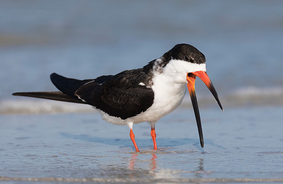 Black Skimmer, Rynchops niger. Fort DeSoto State Park, Florida. February 27, 2017