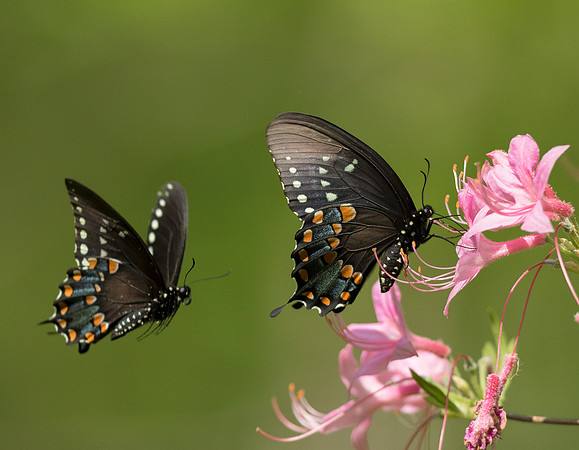 Spicebush Swallowtail, Papilio troilus, Scioto County, Ohio, May 15, 2015