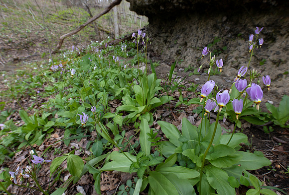Shooting-star, Dodecatheon meadia, Highland County, Ohio, April 23, 2021 (8)