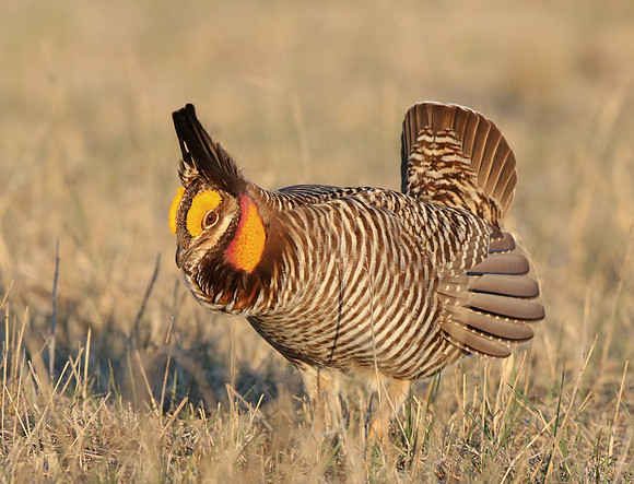 Greater Prairie-Chicken, Tympanuchus cupido. Lek near Castle Rock, Kansas. March 31, 2016