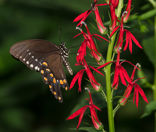 Spicebush Swallowtail, on Lobelia cardinalis, Scioto County, Ohio, August 1, 2019