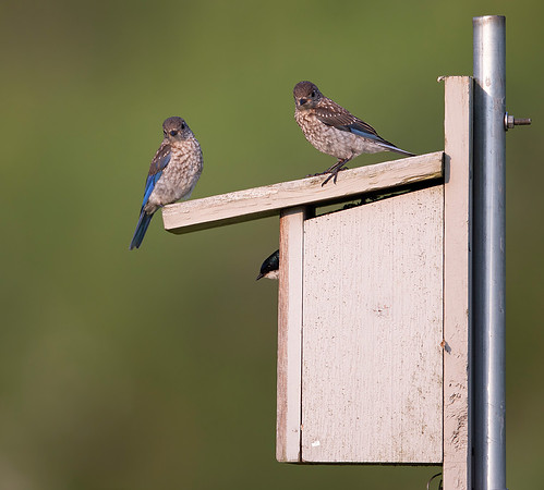 Eastern Bluebird, Sialia sialis, Delaware County, Ohio, June 20, 2021 (7) copy