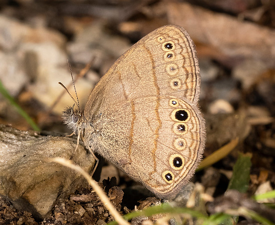 Carolina Satyr, Hermeuptychia sosybius, Scioto County, Ohio, September 11, 2021 (31)