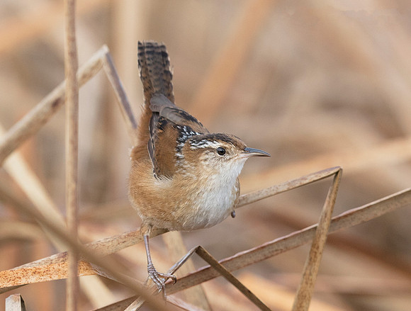 Marsh Wren, Cistothorus palustris (3)