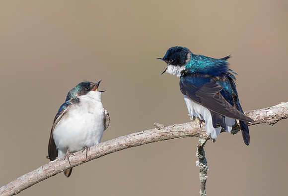 Tree Swallow, Tachycineta bicolor