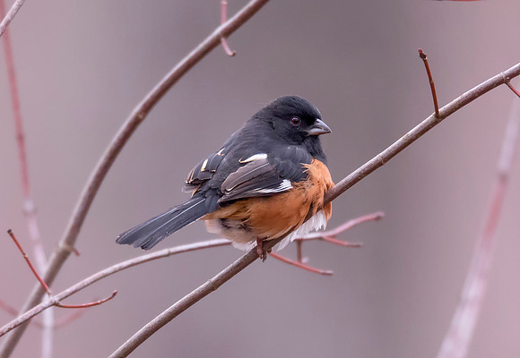 Eastern Towhee, Pipilo erythropthalmus, Waterloo State Forest, Athens County, Ohio, January 12, 2021