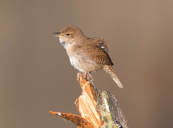 House Wren, Trogolodytes aedon