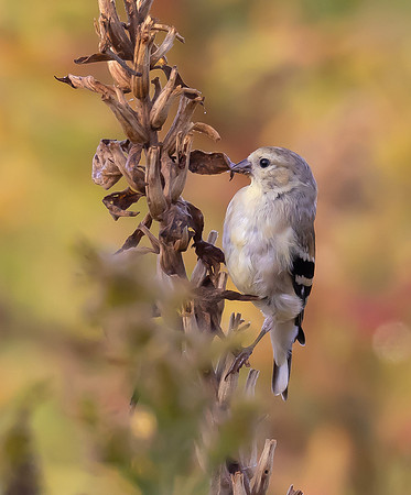 American Goldfinch, feeding on Oenothera biennis, Mentor Marsh, Lake County, Ohio, September 22, 2024 (30)