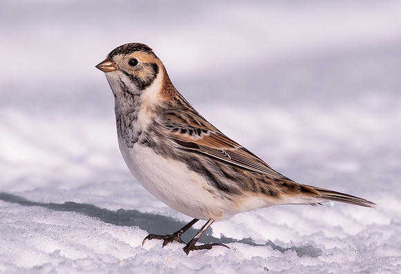 Lapland Longspur, Calcarius lapponicus, Franklin County, Ohio, February 6, 2021