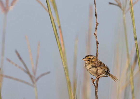 Henslow's Sparrow, Ammodramus henslowii