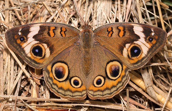 Common Buckeye, Junonia coenia, Warren County, Ohio, August 30, 2019