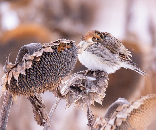 Lapland Longspur, Calcarius lapponicus, Geauga County, Ohio, February 14, 2021