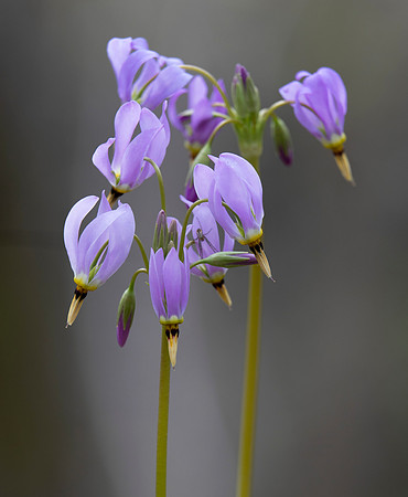 Shooting-star, Dodecatheon meadia, Highland County, Ohio, April 23, 2021 (2)