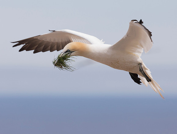 Northern Gannet, Morus bassanus, Bonaventure Island, Quebec, Canada, July 3, 2018 (2)