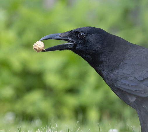 American Crow, Corvus brachyrhynchus, McCormac yard, Franklin County, Ohio, June 17, 2024 (5)