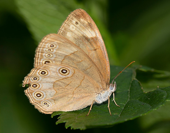 Eyed Brown, Satyrodes eurydice, Clark County, Ohio, July 15, 2018