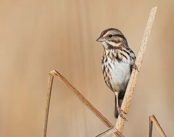 Song Sparrow, Melospiza melodia (2)