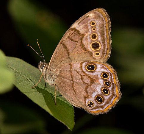 Northern Pearly-eye, Lethe anthedon, Adams County, Ohio, September 8, 2020