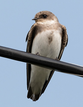 Bank Swallow, Riparia riparia. Pickerel Creek Wildlife Area, Sandusky County, Ohio. August 19, 2019