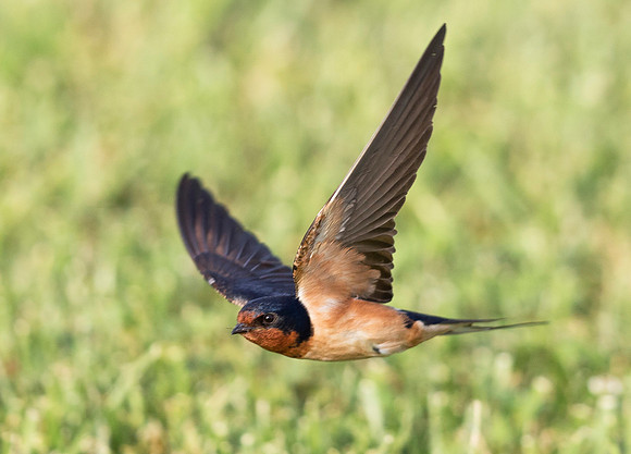 Barn Swallow, Hirundo rustica. Franklin County, Ohio. June 7, 2019 (2)