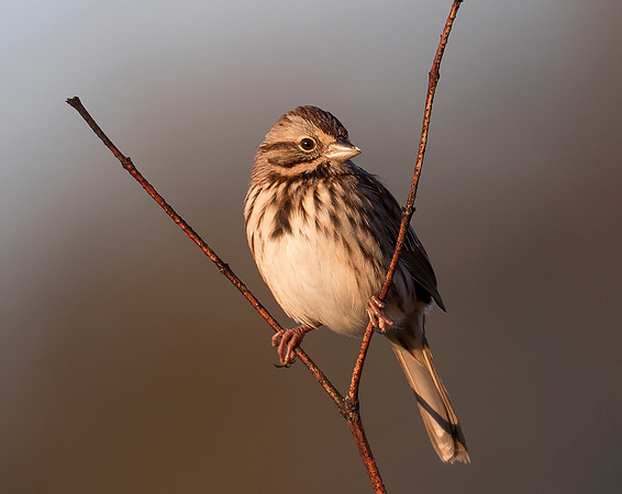 Song Sparrow, Melospiza melodia (3)