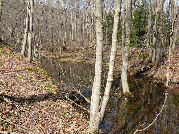 Vernal Pool, Columbiana County, Ohio, March 18, 2011