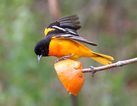 Baltimore Oriole, Icterus galbula, feeding at orange, Ottawa County, Ohio, May 12, 2013
