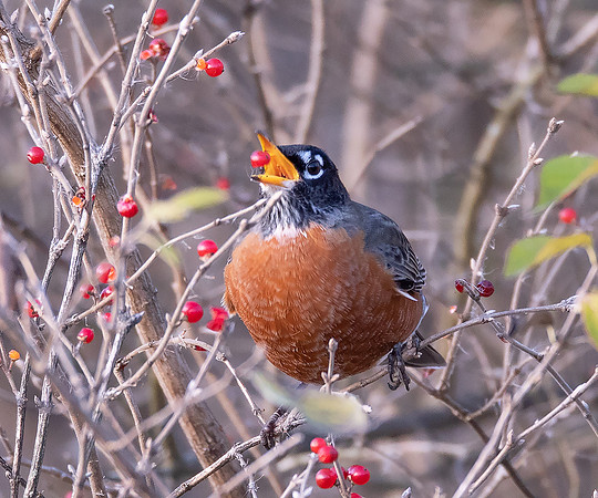 American Robin, Turdus migratorius, with Amur Honeysuckle, Union County, Ohio, November 20, 2020