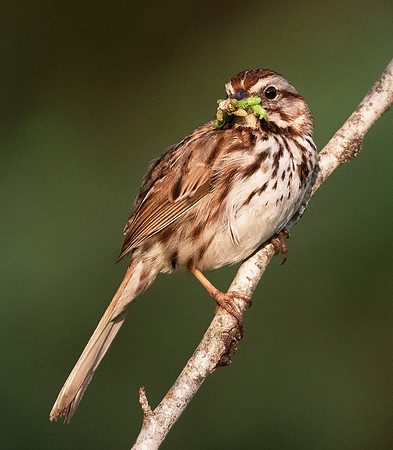Song Sparrow, Melospiza melodia, with caterpillars for nestlings, Presque Isle County, Michigan, May 29, 2015