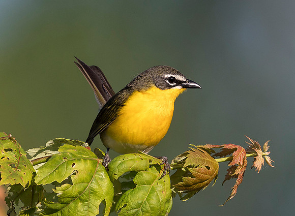 Yellow-breasted Chat, Icteria virens