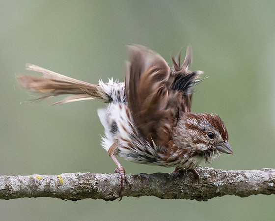Song Sparrow, Melospiza melodia