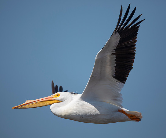 American White Pelican, Pelecanus erythrorhynchos, Ding Darling NWR, Sanibel Island, Florida, February 26, 2017 (31)