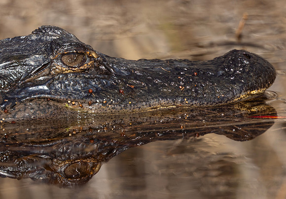 American Alligator, Alligator mississippiensis, Okefenokee Swamp, Georgia, January 4, 2024 (24)