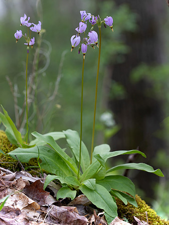 Shooting-star, Dodecatheon meadia, Highland County, Ohio, April 23, 2021 (1)