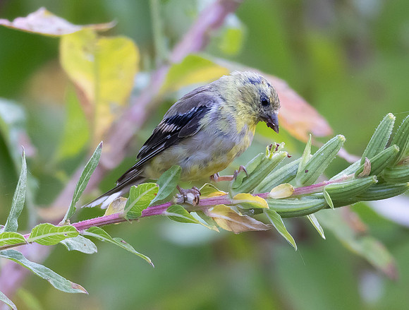 American Goldfinch, feeding on Oenothera biennis, Mentor Marsh, Lake County, Ohio, September 22, 2024 (39)