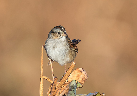 Swamp Sparrow, Melospiza georgiana