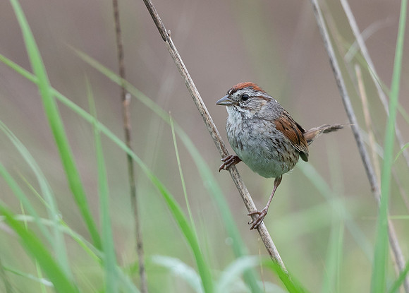 Swamp Sparrow, Melospiza georgiana, Wayne County, Ohio, July 7, 2019