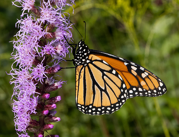 Monarch, Danaus plexippus, on Liatris spicata, Adams County, Ohio, August 5, 2021 (8)